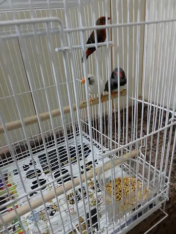 Beautiful cage