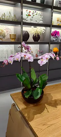 Orchid Plant in Decorative Pot on Wooden Table - Lightly Used