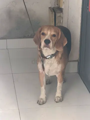 Dog free