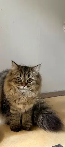 three kittens available vaccinated, dewormed microchip