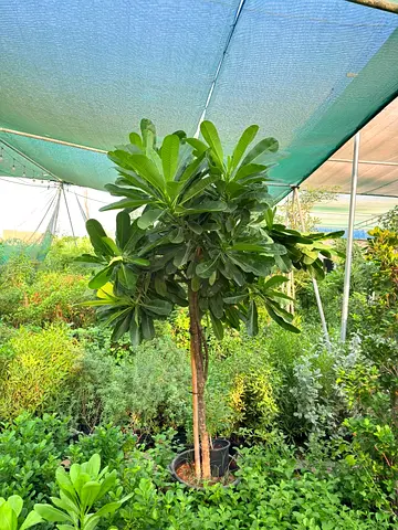 Large potted ornamental tree (standalone specimen) - healthy canopy