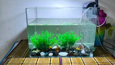 Glass Aquarium (40×25×30cm) Tank with Filter, Plants and Gravel