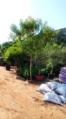 I’m selling plants in doors and outdoor doors home delivery free and fixing all so