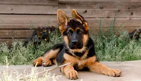 Pup german shepard for adoption