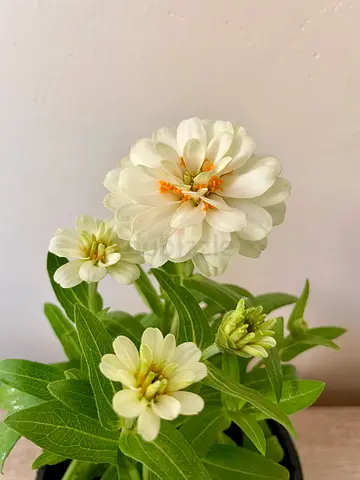 Zinnia - White