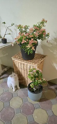 Bougainvillea soft pink