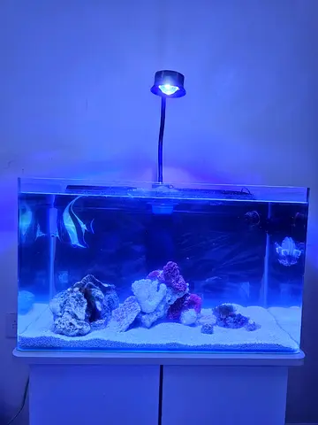 Saltwater Aquarium for urgent sale