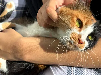 Cuddly calico rescue cat for free adoption