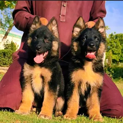 German shepard pup for adoption
