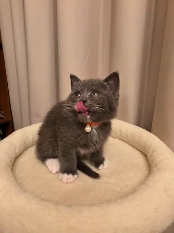 Pure British short hair solid blue-gray available for adoption and ready for loving home