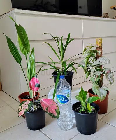 Collection of 5 indoor house plants — mixed varieties, potted and ready