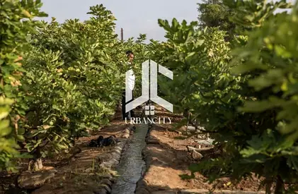 Premium Al Bahyah Farms Plot | Huge Size