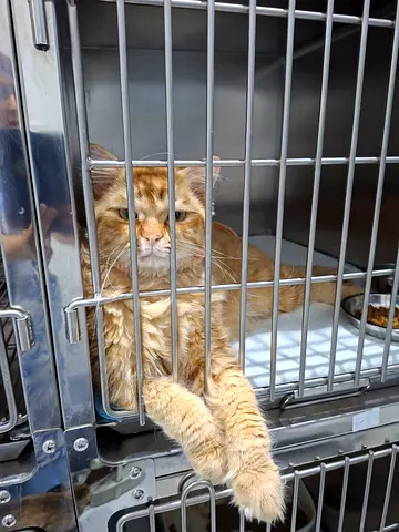 Adorable cat for adoption