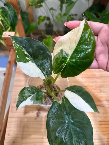 Alocasia Regal Shield Albo variegated  Aed750/-. Pickup in Sharjah. Delivery can be arranged     #Re