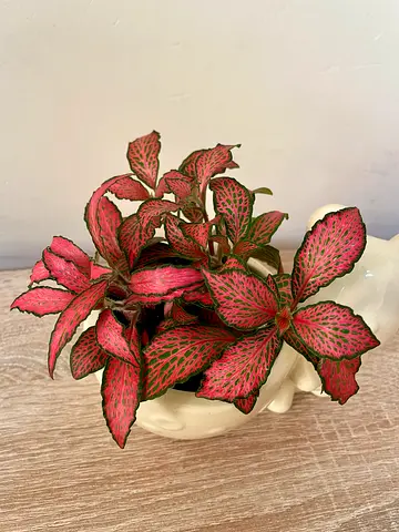 Fittonia Red with Planter