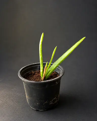🪴 ONLY 5 DH ‼️Home grown Aloe Vera plants‼️