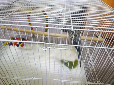 Budgie parakeet with cage and toys - ready to rehome