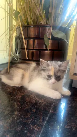 Young female kitten - friendly, 2 months old (needs new home)