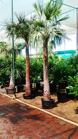 Tall Potted Palm Trees - Ready for Garden or Patio