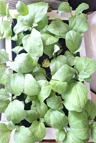 Potted Eggplant Small