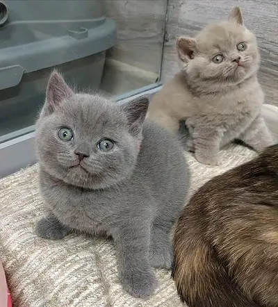 Adorable purebred kittens
