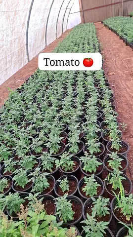 Potted Tomato