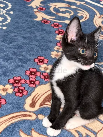 Kitten for Adoption | قطة صغيرة للتبني ❤️