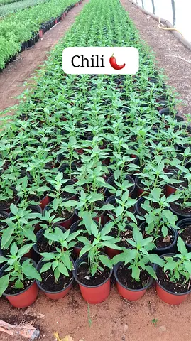 Potted Chili 🌶️