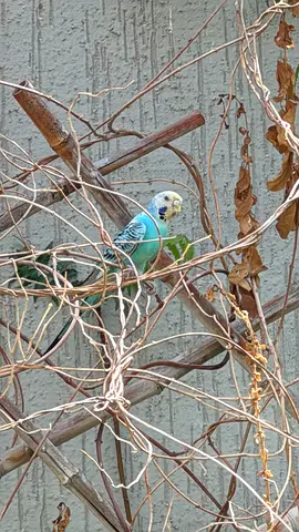 Found: Blue budgie / Parakeet in Ras Al Khaimah, Al Riffa