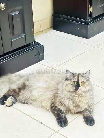 Long-haired female cat, gentle temperament, ready for adoption with Passport