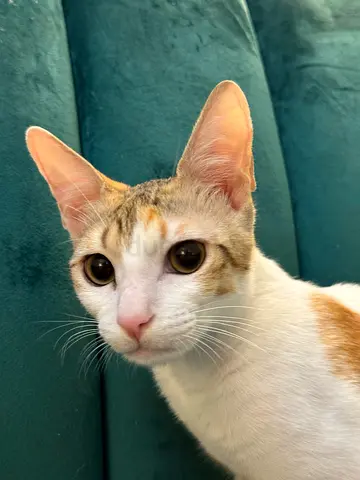 Beautiful Female Cat for adoption