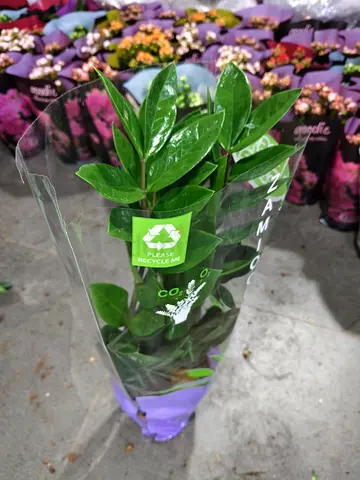 ZZ Plant Holland
