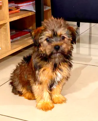 Maltipoo puppy 2.5 month, Male