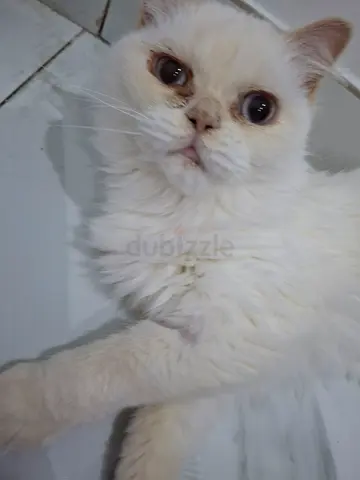 Adorable cat for adoption