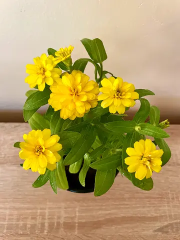 Zinnia Yellow