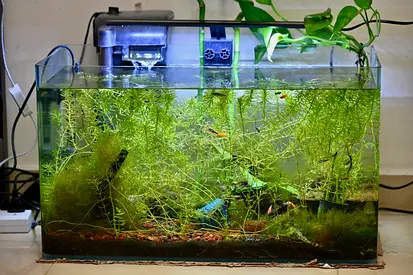 60 cm Complete Aquarium Setup – Fully Aquascaped fully planted