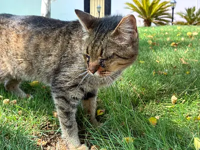 Most loving special needs cat Bagel for free adoption