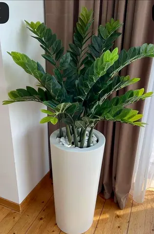 Plants 🌿 Zizi Plant with Pot & Decorative Stone | Elegant Indoor Plant | Abu Dhabi