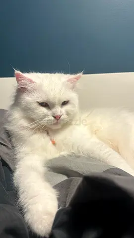 Pure white persian cat, calm and cuddly - ready for a new home
