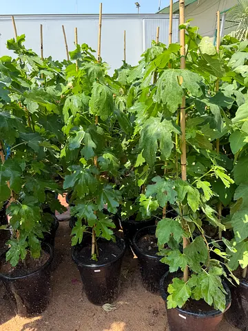 Common Fig Tree ~ 120/140cm ht