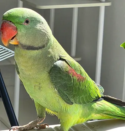 Found a parrot