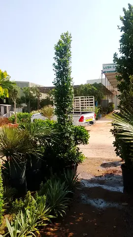I’m selling all kinds of plants in doors and outdoor doors home delivery free