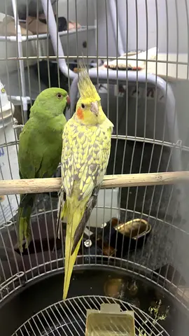 Cocktail ringneck