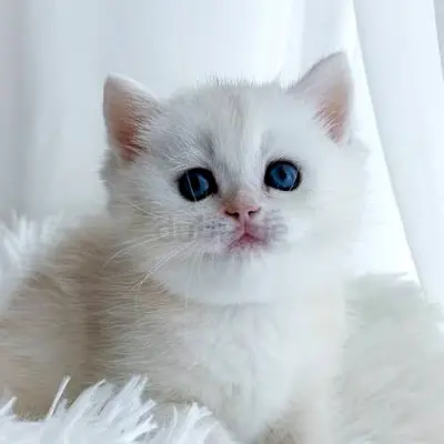 We are looking for a purebred white female British short/long hair kitten !!!