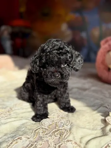 Charcoal poodle puppies