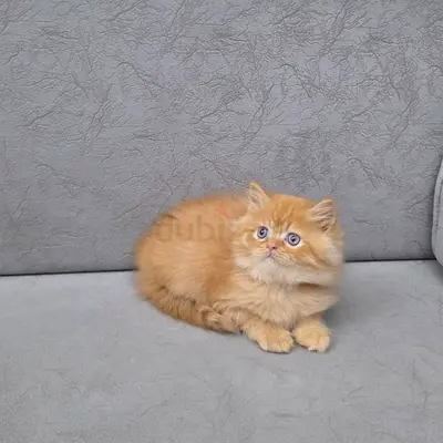 Cream Persian kitten for adoption