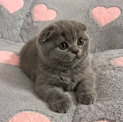 Adorable Scottish Fold Kitten Looking for a Loving Home