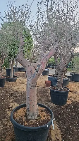 Artificial Olive Tree with Original Natural Olive Wood Trunk | UAE