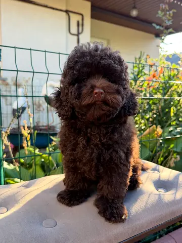Chocolate toys poodle puppy
