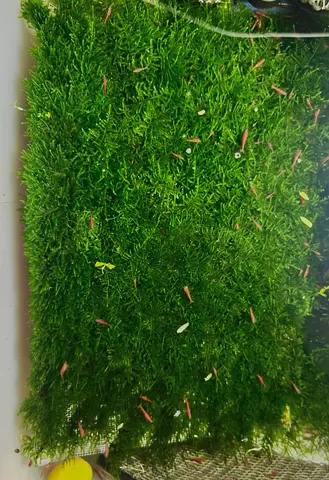 Aquarium live plant Christmas Moss Wall